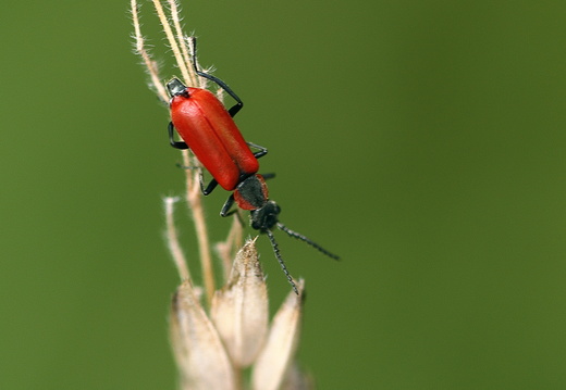 Rote Zipfelkäfer (Anthocomus rufus)