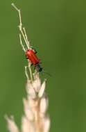 Rote Zipfelkäfer (Anthocomus rufus)