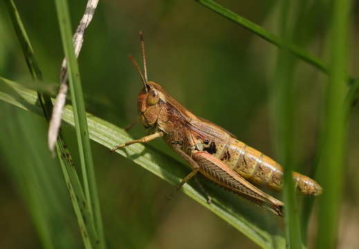 Gemeine Grashüpfer (Pseudochorthippus parallelus)