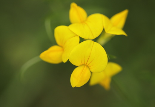 Gewöhnliche Hornklee (Lotus corniculatus)