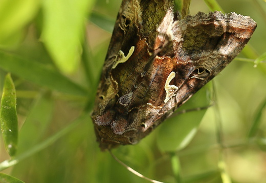 Gammaeule (Autographa gamma)