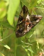 Gammaeule (Autographa gamma)