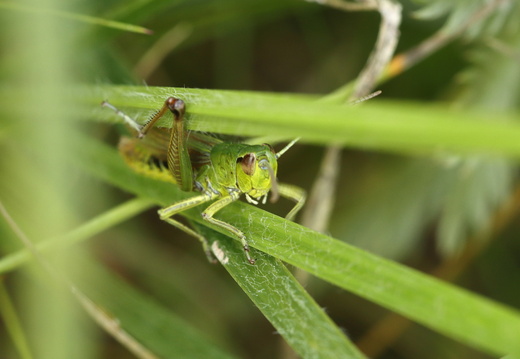 Gemeine Grashüpfer (Pseudochorthippus parallelus)