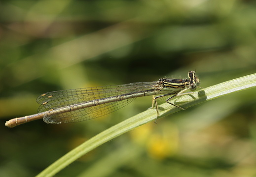 Blaue Federlibelle (Platycnemis pennipes)