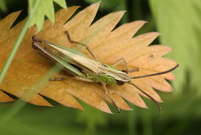 Grashüpfer