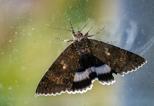 Blaues Ordensband, Catocala fraxini