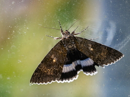 Blaues Ordensband, Catocala fraxini