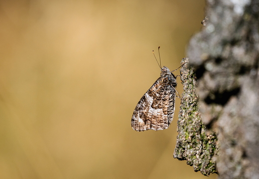 Ockerbindiger Samtfalter, Hipparchia semele