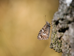 Ockerbindiger Samtfalter, Hipparchia semele