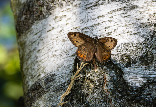 Ockerbindiger Samtfalter, Hipparchia semele