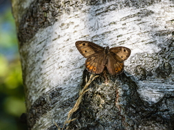 Ockerbindiger Samtfalter, Hipparchia semele