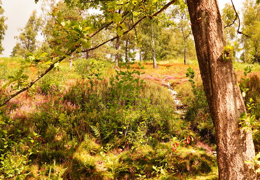 Bergheide16 Original