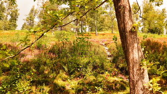 Bergheide16 Original