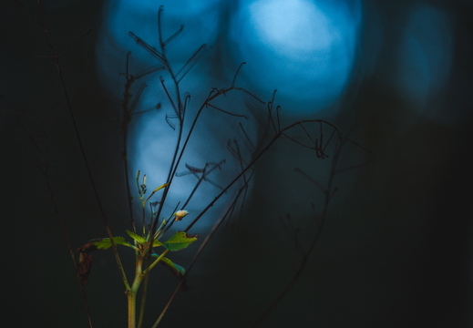 Das erste Licht des Herbstes