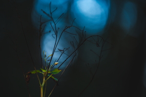 Das erste Licht des Herbstes