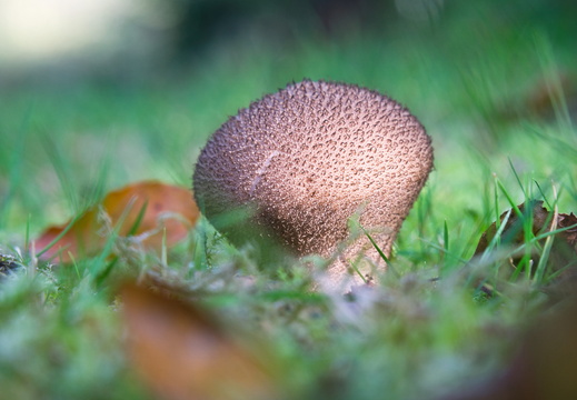 Brauner Stäubling (Lycoperdon)