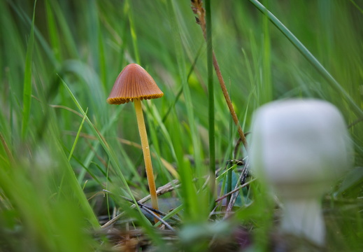 Mooshäubling (Gattung Galerina)