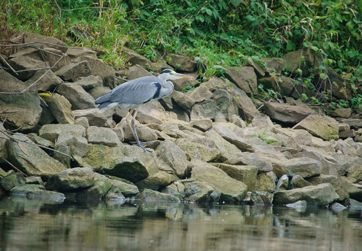Graureiher (Ardea cinerea)
