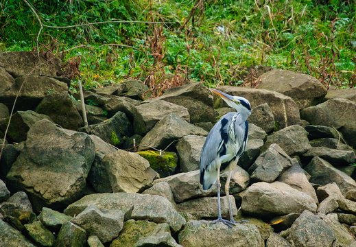 Graureiher (Ardea cinerea)