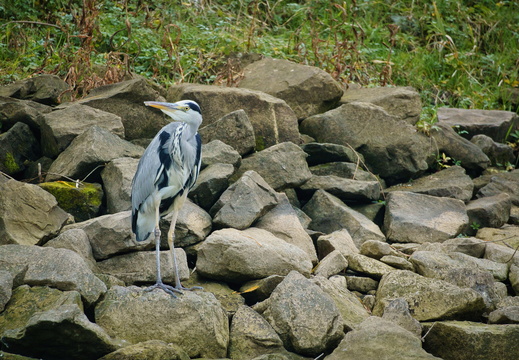 Graureiher (Ardea cinerea)