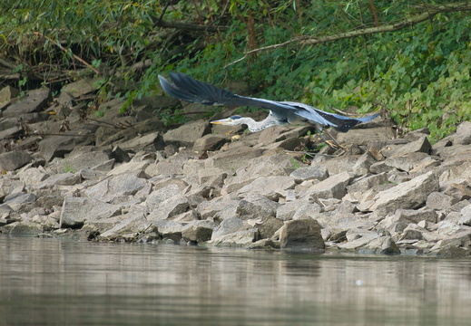 Graureiher (Ardea cinerea)
