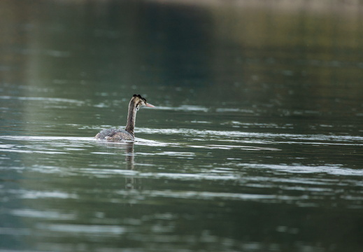 Haubentaucher (Podiceps cristatus)