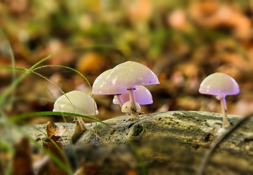 Herbst im Wald 