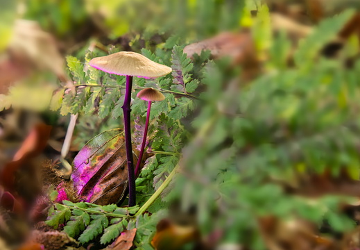 Pilz2 Original