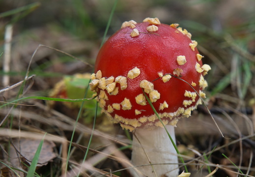 Fliegenpilze im Staffpark Lemgo